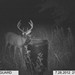 Hanke's Hunts Kansas Game Camera Photo