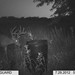 Hanke's Hunts Kansas Game Camera Photo