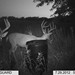 Hanke's Hunts Kansas Game Camera Photo