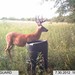 Hanke's Hunts Kansas Game Camera Photo