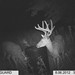Hanke's Hunts Kansas Game Camera Photo