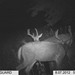 Hanke's Hunts Kansas Game Camera Photo