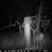 Hanke's Hunts Kansas Game Camera Photo