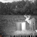 Hanke's Hunts Kansas Game Camera Photo
