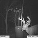 Hanke's Hunts Kansas Game Camera Photo