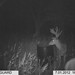 Hanke's Hunts Kansas Game Camera Photo