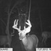 Hanke's Hunts Kansas Game Camera Photo