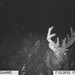Hanke's Hunts Kansas Game Camera Photo