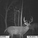 Hanke's Hunts Kansas Game Camera Photo