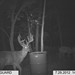 Hanke's Hunts Kansas Game Camera Photo