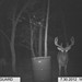 Hanke's Hunts Kansas Game Camera Photo