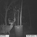 Hanke's Hunts Kansas Game Camera Photo