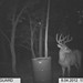 Hanke's Hunts Kansas Game Camera Photo