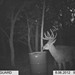 Hanke's Hunts Kansas Game Camera Photo