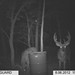 Hanke's Hunts Kansas Game Camera Photo