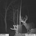 Hanke's Hunts Kansas Game Camera Photo
