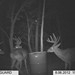 Hanke's Hunts Kansas Game Camera Photo
