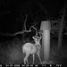 Hanke's Hunts Kansas Game Camera Photo