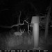 Hanke's Hunts Kansas Game Camera Photo