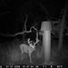 Hanke's Hunts Kansas Game Camera Photo