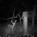 Hanke's Hunts Kansas Game Camera Photo