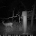 Hanke's Hunts Kansas Game Camera Photo
