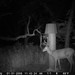 Hanke's Hunts Kansas Game Camera Photo