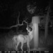 Hanke's Hunts Kansas Game Camera Photo