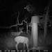 Hanke's Hunts Kansas Game Camera Photo