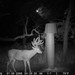 Hanke's Hunts Kansas Game Camera Photo