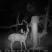 Hanke's Hunts Kansas Game Camera Photo