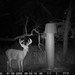 Hanke's Hunts Kansas Game Camera Photo