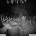 Hanke's Hunts Kansas Game Camera Photo