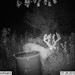 Hanke's Hunts Kansas Game Camera Photo