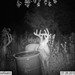 Hanke's Hunts Kansas Game Camera Photo