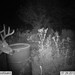 Hanke's Hunts Kansas Game Camera Photo