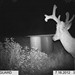 Hanke's Hunts Kansas Game Camera Photo