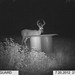 Hanke's Hunts Kansas Game Camera Photo