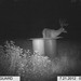 Hanke's Hunts Kansas Game Camera Photo