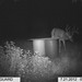 Hanke's Hunts Kansas Game Camera Photo