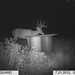 Hanke's Hunts Kansas Game Camera Photo