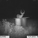 Hanke's Hunts Kansas Game Camera Photo