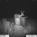 Hanke's Hunts Kansas Game Camera Photo