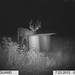 Hanke's Hunts Kansas Game Camera Photo