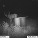 Hanke's Hunts Kansas Game Camera Photo