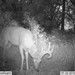 Hanke's Hunts Kansas Game Camera Photo