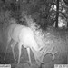Hanke's Hunts Kansas Game Camera Photo