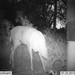 Hanke's Hunts Kansas Game Camera Photo