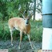 Hanke's Hunts Kansas Game Camera Photo