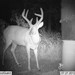 Hanke's Hunts Kansas Game Camera Photo